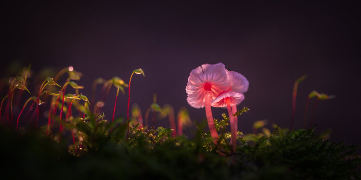 wilcovanderlaa1's tweet photo. #mycenas zijn een grote familie paddenstoelen en echte opruimers. Sommige soorten hebben prachtige kleuren zoals deze kwetsbare maar bloedmooie #adonismycena
#baggerputten @staatsbosbeheer https://t.co/ePWJsc3mXt
