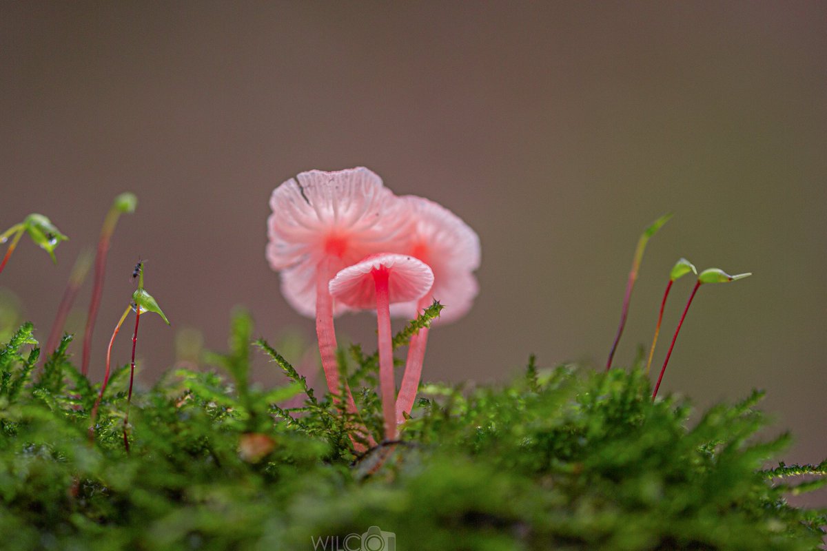 wilcovanderlaa1's tweet photo. #mycenas zijn een grote familie paddenstoelen en echte opruimers. Sommige soorten hebben prachtige kleuren zoals deze kwetsbare maar bloedmooie #adonismycena
#baggerputten @staatsbosbeheer https://t.co/ePWJsc3mXt