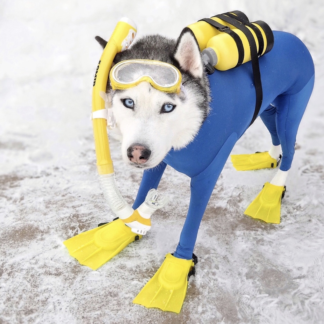 Shed Defender tweet media