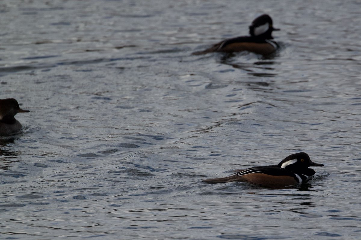 The buffs are back in town! I know they've already been announced, but as my gateway bird, I had to give a shout out. Also! Some new birds for me: lesser scaups, ring-necked duck, American wigeon. Plus my first male hooded mergansers in full breeding plumage. #birdcp