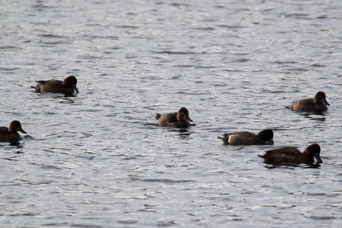 Efua Peterson tweet media