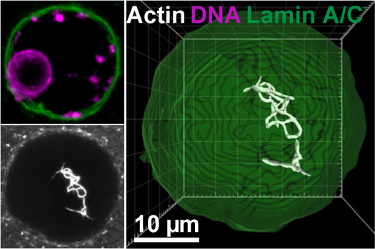 Our lab's first research paper describing assembly and dynamics of nuclear F-actin in unmanipulated mammalian oocytes in out now on bioRxiv!  tinyurl.com/y5awm99h We'd appreciate feedback on it from all interested in #actin #microtubules #oocytes #meiosis #nucleus #aneuploidy