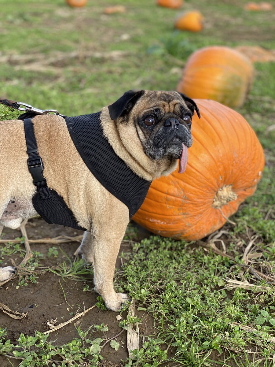 PugKnight's tweet photo. Trying to find the perfect pumpkin 🎃 #pumpkins #pugkin #pug #dogsoftwitter #Halloween #pugchat #puglife https://t.co/azKbHdO3to