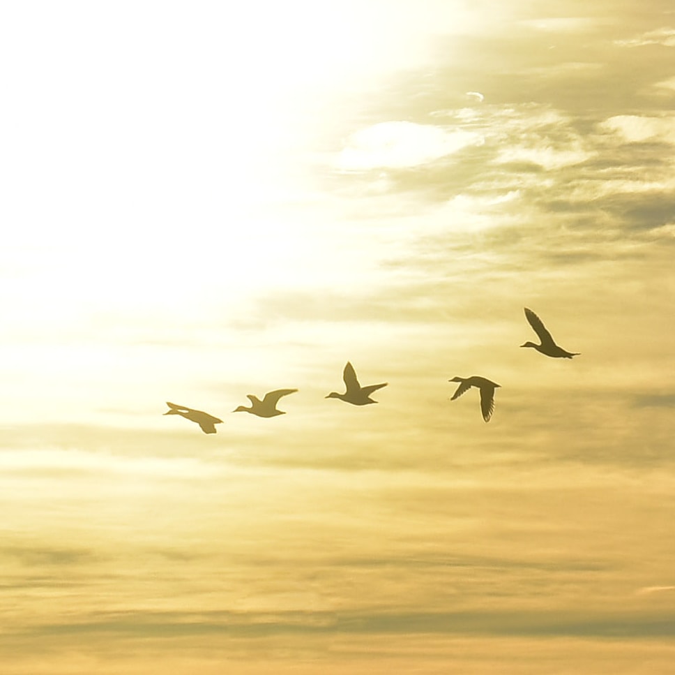 nathlarocque's tweet photo. Silhouettes of wild geese!

#FridayFeeling #photooftheday https://t.co/ZBwTZ2k7Nv
