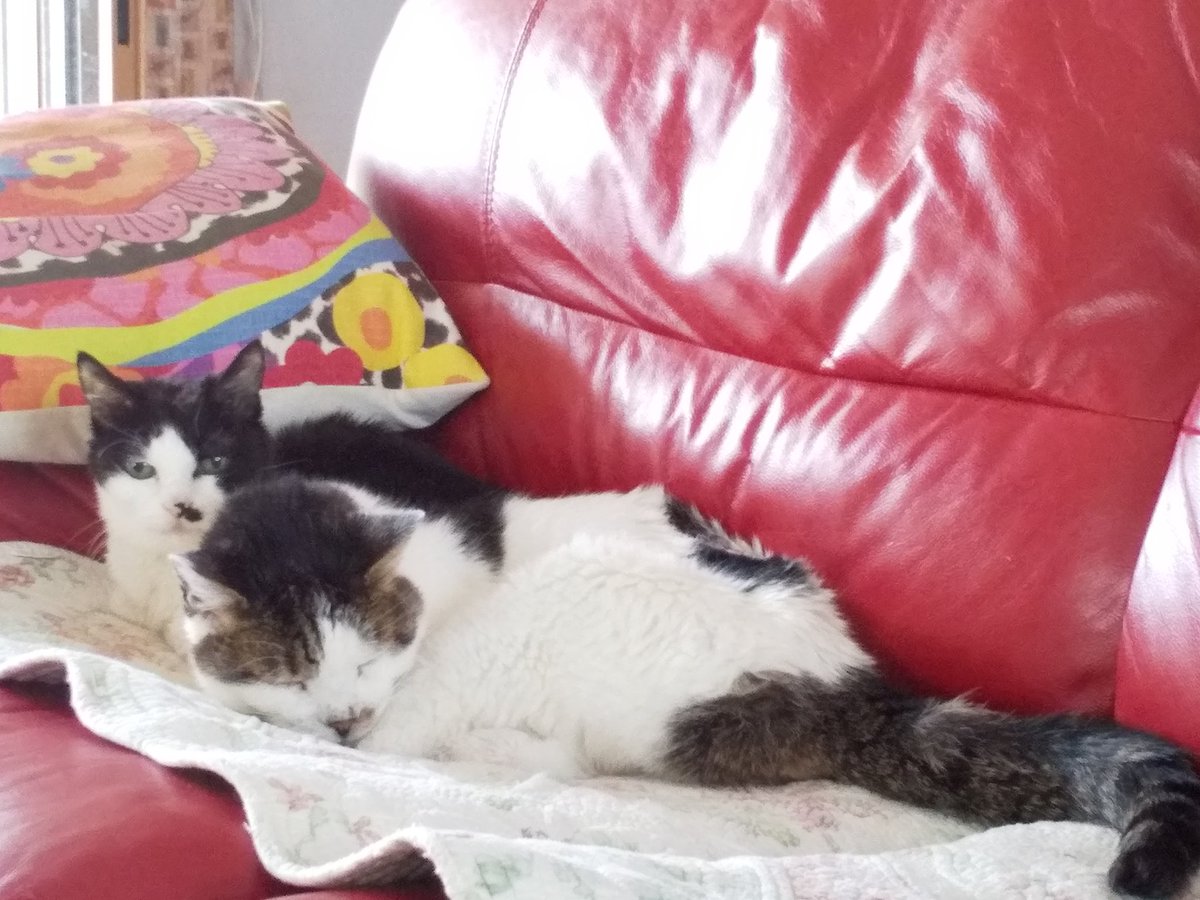 Mikko (@mikkoorion)  Twitter