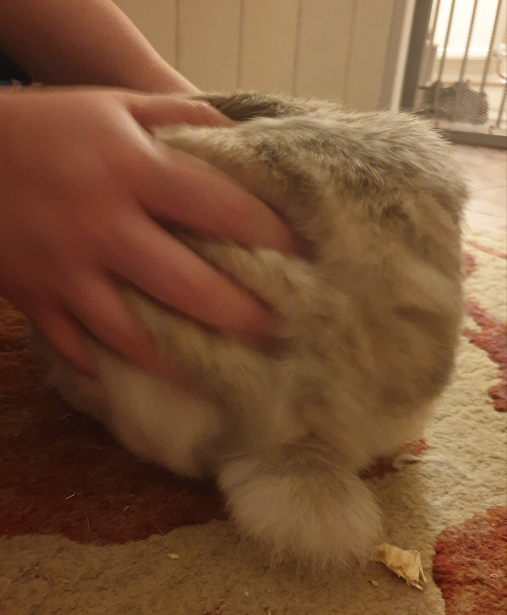 My butt just makes the hooms wanna cup it! #happybunnybuttfriday #bunnybuttfriday #butt #fluffy #floofy #fur #sofurry #pet #cute #housebun #HappyHalloween
