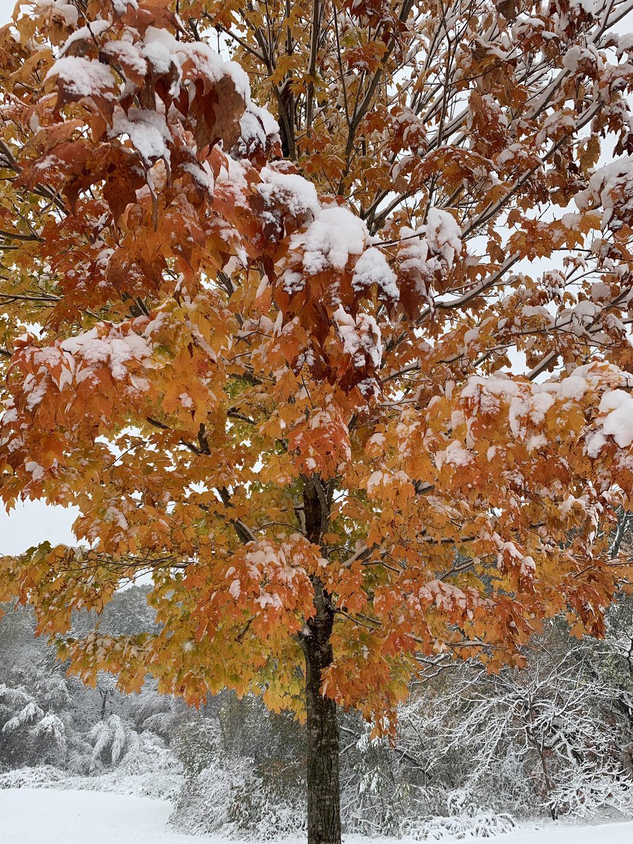 BostonParksDept's tweet photo. 🍂 👀 We agree, @Chronicle5. There’s no need to “leaf” the city to see gorgeous foliage. And it’s even prettier under a dusting of snow. #dontleafboston 🍁 #fallingforBoston #BostonSeasons #fallinBoston #AutumnColors

📸 @cookrobinchris https://t.co/kV3Df6UinG