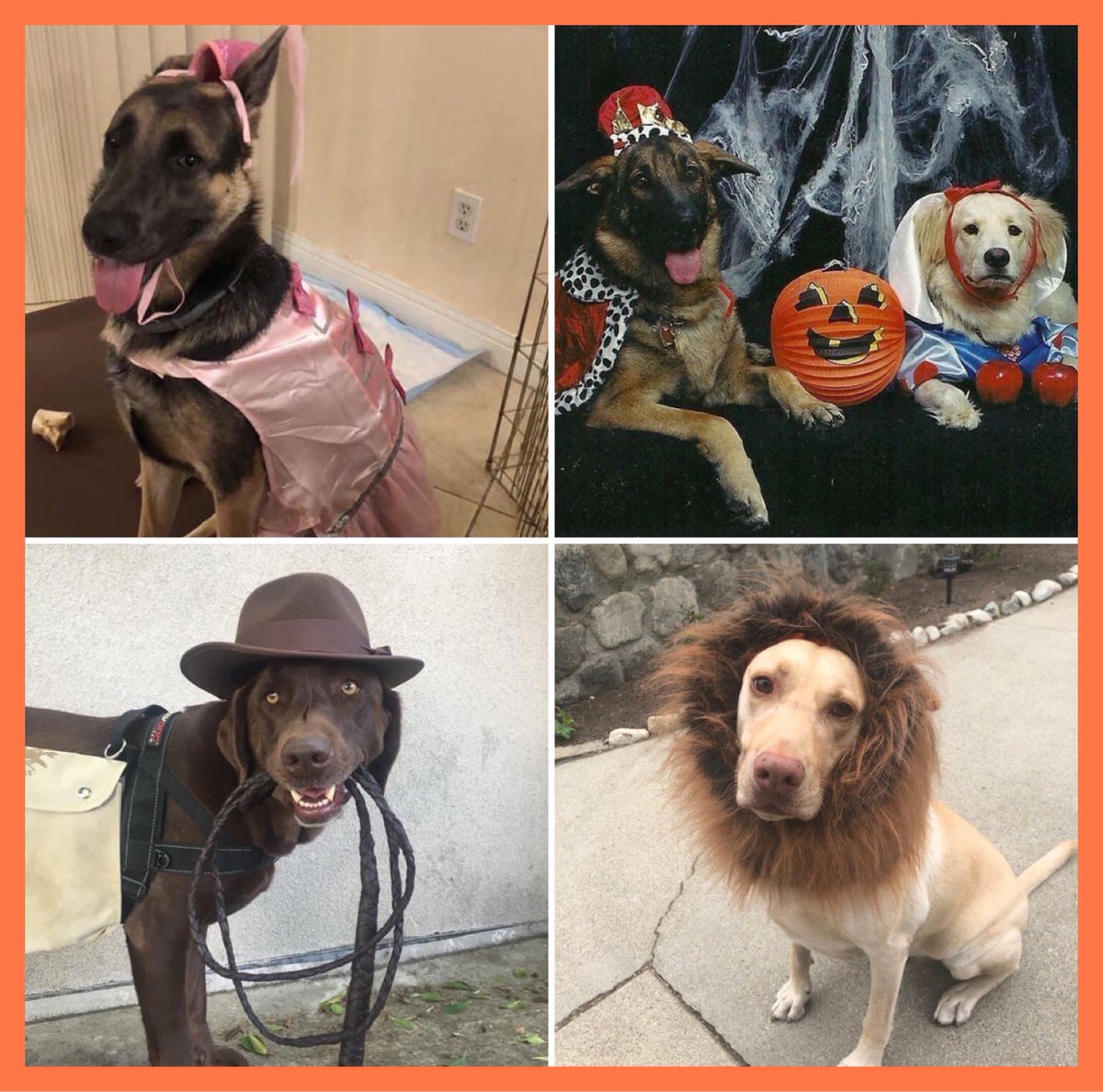 Join us tomorrow for the #howloweenwalkforanimals

charity.gofundme.com/o/en/campaign/…