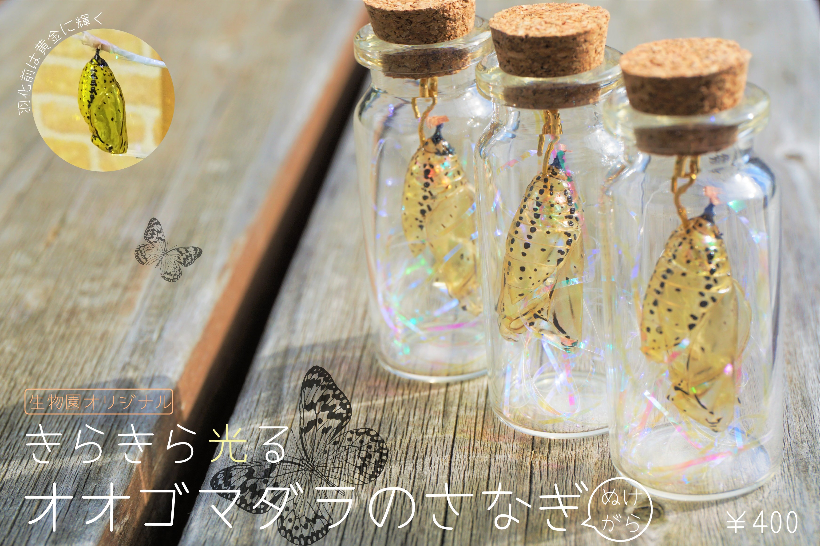 足立区生物園 オリジナル新商品 オオゴマダラのさなぎ殻 金色の蛹 になることで有名な オオゴマダラ そのさなぎ殻を販売します 羽化後 登りゆく朝日のような黄金の輝きは失われますが きれいな模様は健在です 光にかざすとキラキラきれい