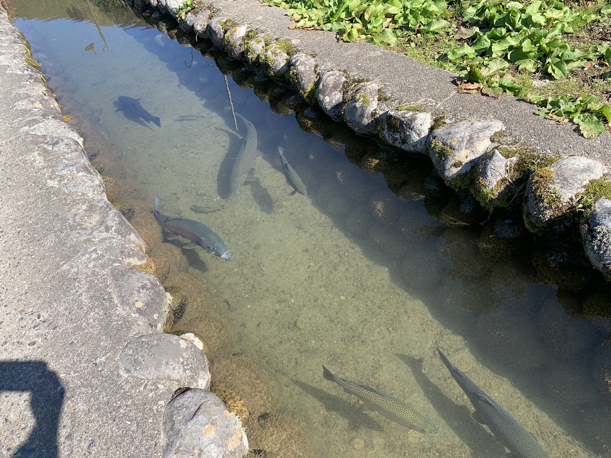 Twitter 上的 小庵 春 用水路かと思ったら お魚が T Co Cinxww50sm Twitter