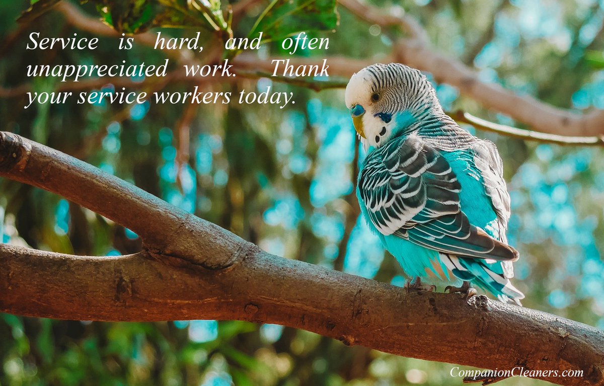 CompanionClean1's tweet image. #CompanionCleaners #GreenBay #ProfessionalCleaners #localbusiness 
CompanionCleaners.com