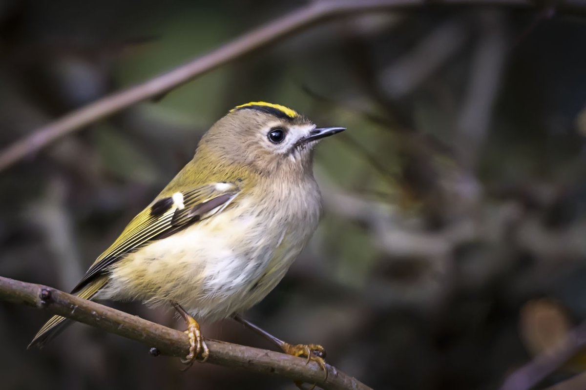 JPD_Photography's tweet photo. Goldcrest taken just outside of Chester today (30 Oct 20) with a Nikon Z6 and a Nikon 200 - 500mm Lens. @iNatureUK @britishbirds @wildlife_birds @CHESHIREBIRDING @BirdSpotUK https://t.co/FGjruODgix