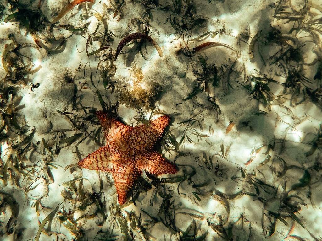 Gonna shoot tomorrow morning in Laguna(ish) if anyone’s interested send me a DM. Depending on waves may do some under water exploring! 🌊 ⭐️ 
.
.
.
.
#ocean #photography #nature #waves #travel #beach #oceanlove #surf #sunrise #surfphotography #oceanvi… instagr.am/p/CG_J13XHHlW/