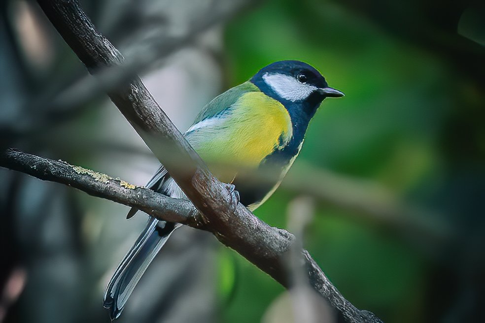 BrunoMTeixeiraN's tweet photo. Parus Major
#picoftheday #tbt #bestoftheday #my #myphoto #mypic #photografylover #photografylovers #photo #photography #matrixrtub #nature #naturelovers #naturephotography #chapimreal #parusmajor #greattit #bird #birds #birdphotography #wildlife #wildnature #wildlifephotography https://t.co/HqNJdIEsqp