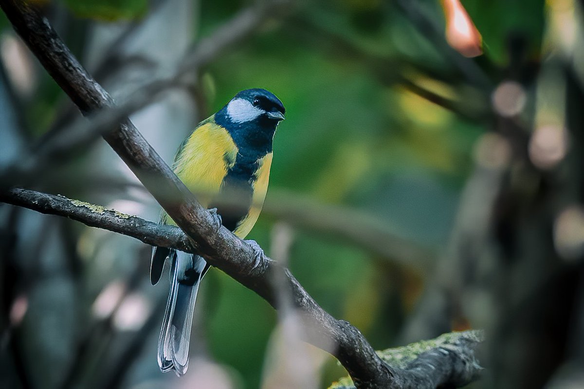 BrunoMTeixeiraN's tweet photo. Parus Major
#picoftheday #tbt #bestoftheday #my #myphoto #mypic #photografylover #photografylovers #photo #photography #matrixrtub #nature #naturelovers #naturephotography #chapimreal #parusmajor #greattit #bird #birds #birdphotography #wildlife #wildnature #wildlifephotography https://t.co/HqNJdIEsqp