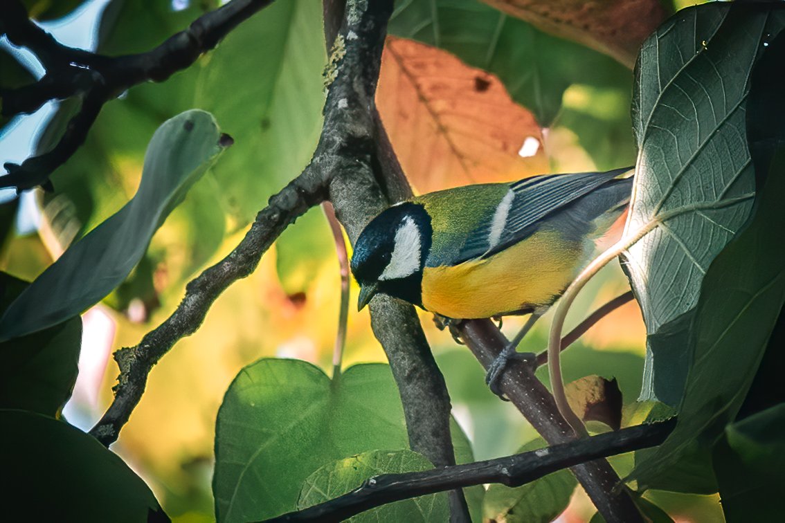 BrunoMTeixeiraN's tweet photo. Parus Major
#picoftheday #tbt #bestoftheday #my #myphoto #mypic #photografylover #photografylovers #photo #photography #matrixrtub #nature #naturelovers #naturephotography #chapimreal #parusmajor #greattit #bird #birds #birdphotography #wildlife #wildnature #wildlifephotography https://t.co/HqNJdIEsqp