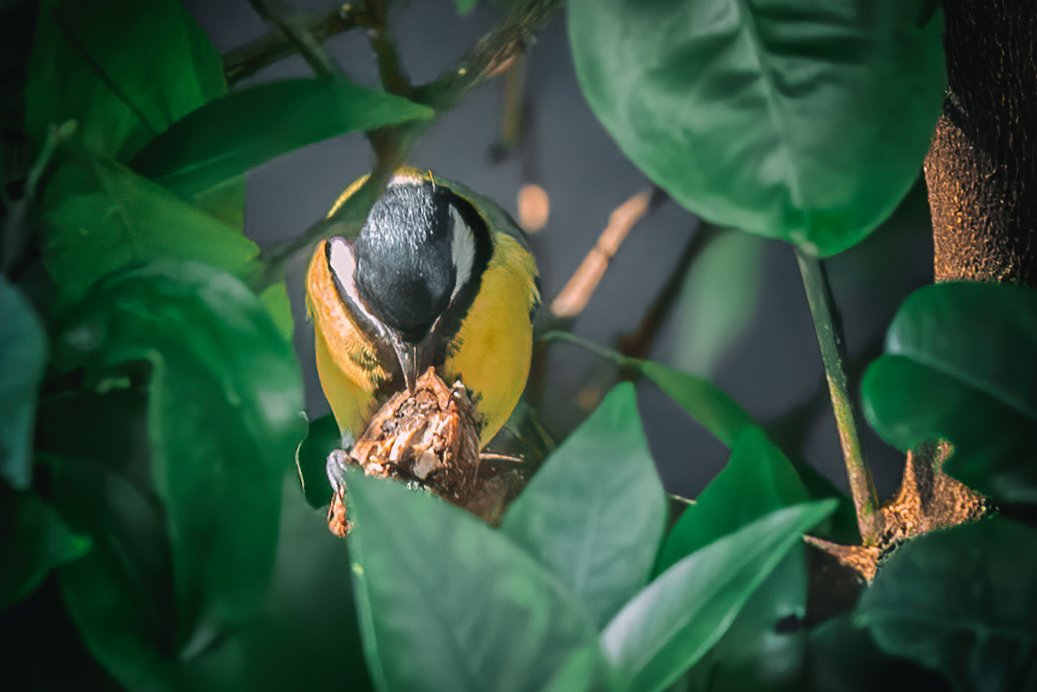 BrunoMTeixeiraN's tweet photo. Parus Major
#picoftheday #tbt #bestoftheday #my #myphoto #mypic #photografylover #photografylovers #photo #photography #matrixrtub #nature #naturelovers #naturephotography #chapimreal #parusmajor #greattit #bird #birds #birdphotography #wildlife #wildnature #wildlifephotography https://t.co/HqNJdIEsqp