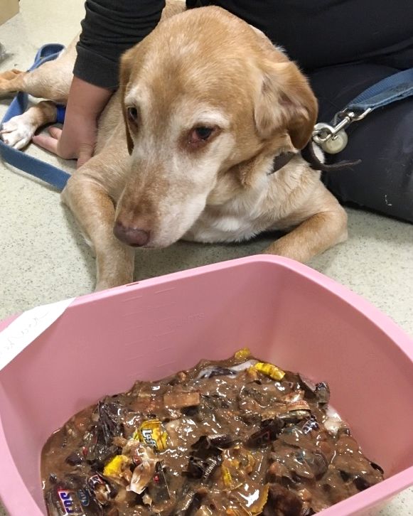 atdoveorg's tweet photo. Life with a #labrador during #Halloween 🍬🎃🤦 

#veterinary #nocandyforyou #donteatthat #vetmedlife https://t.co/z4CcweLr6j