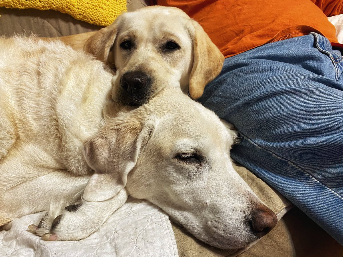 bwbelle13421's tweet photo. With all the negativity out there, I thought we could all use an explosion of cuteness....my 10yo and 10month old. #labradors #puppies #SocialDistancingfail https://t.co/Lc9T9QcPr7
