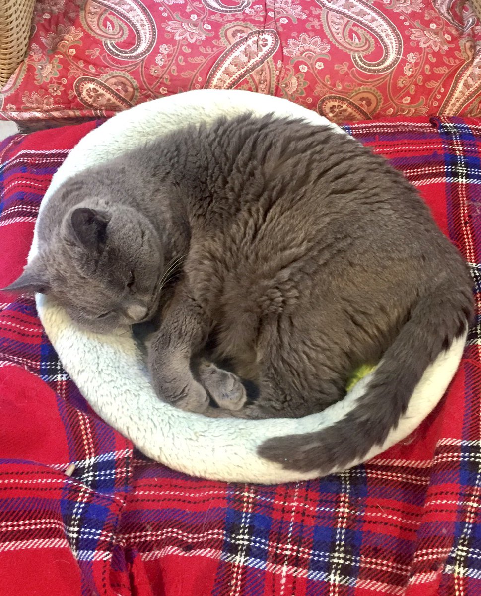 AmfsbAnne's tweet photo. #Remi
#SweetBoy
#CatsOfTwitter
#KindKitty
@AmfsbAnne https://t.co/Jv8Dw8gcQ3