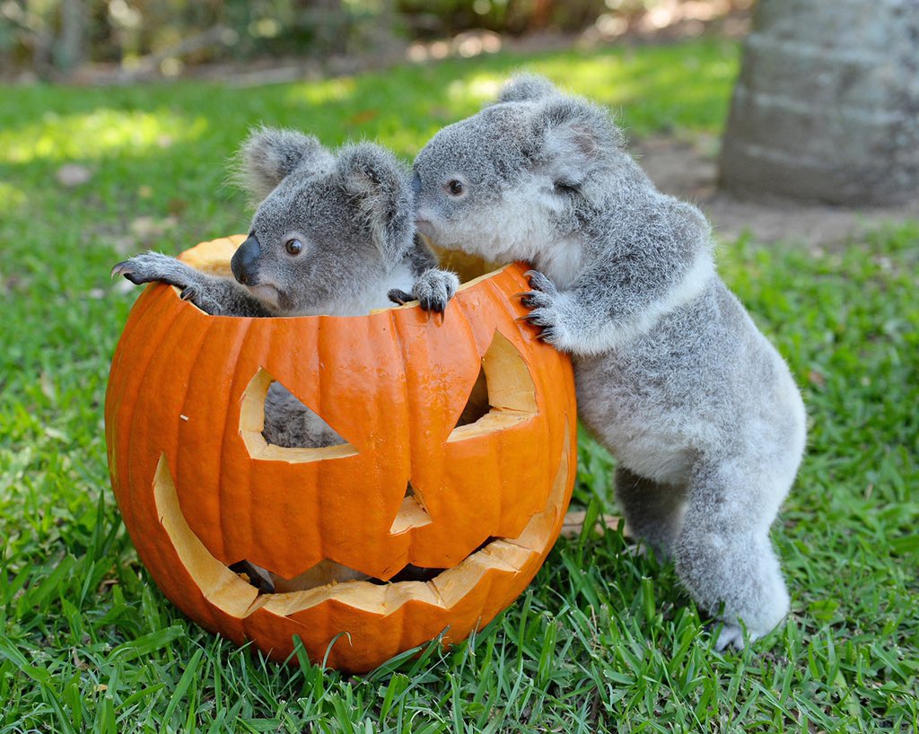 BindiIrwin's tweet photo. Sending some Halloween cuteness your way. 

🐨🎃 #AustraliaZoo https://t.co/Vn2TXCPbcq