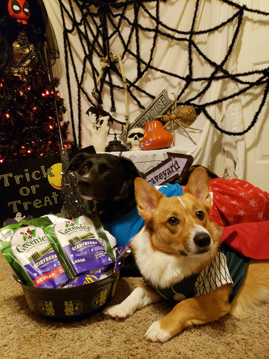 ThorgiPWCorgi's tweet photo. Who said treats? #corgi #dog #Halloween #trickortreat https://t.co/hbhgDZnlRx