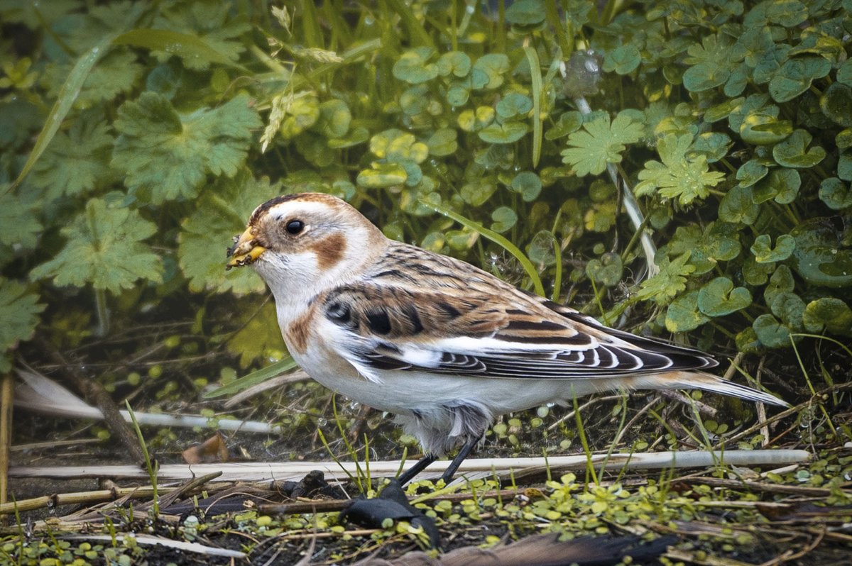 JPD_Photography's tweet photo. Snow Bunting taken at Meols on The Wirral today (30 Oct 20) with a Nikon Z6 and a Nikon 200 - 500mm Lens. 
@iNatureUK @britishbirds @wildlife_birds @BirdSpotUK https://t.co/6ea2hOv5lV