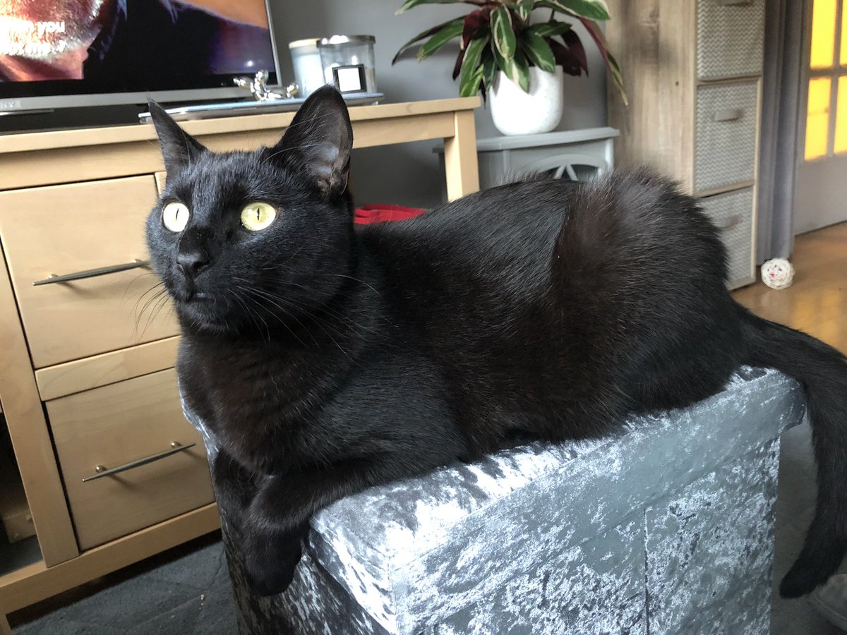 This week I’ve done 3 job interviews over Zoom and I just want to acknowledge that this boy has been very very good. He hasn’t once flashed his bum at potential employers 👍🏻 #homeworking #CatsOfTwitter #jobhunting