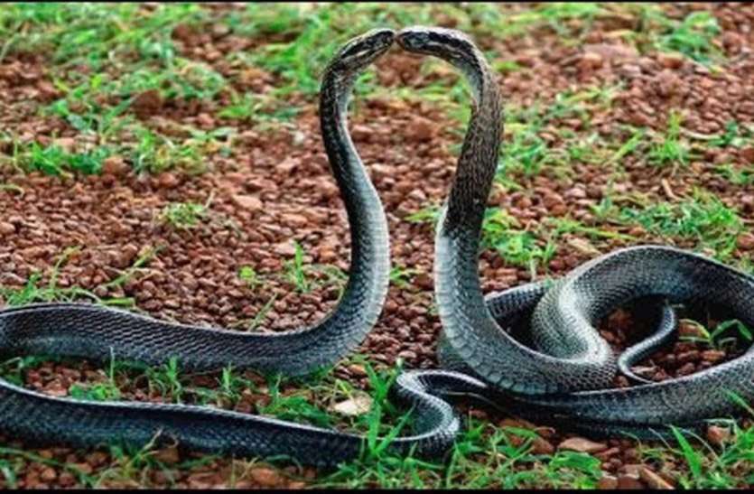 5. Ichhadhari Naag/NaaginSnakes hold special spiritual powers in South Asian/Hindu folklore. They appear as aids of Hindu deities, and even have their own realm called Naaglok. Some snakes are shapeshifters and can take on (dhaar) a human form if they so desire (ichhaa).