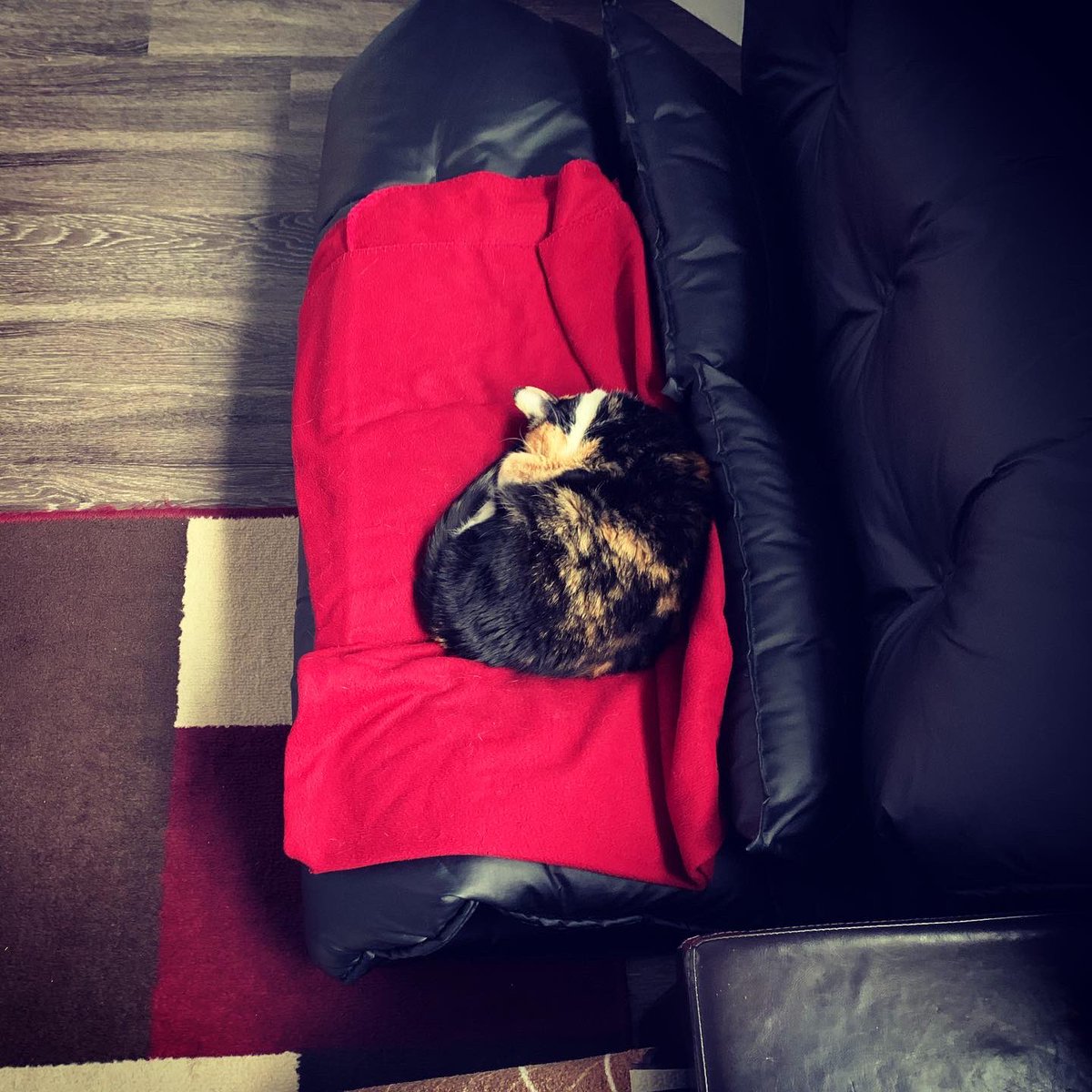 From cute and cuddly to explorer...Missy on a Friday. #kitty #mycat #liveinthemoment #makethemostofit #liveyourbestlife #catsofinstagram #fridaymood https://t.co/aM5hrY7hmq