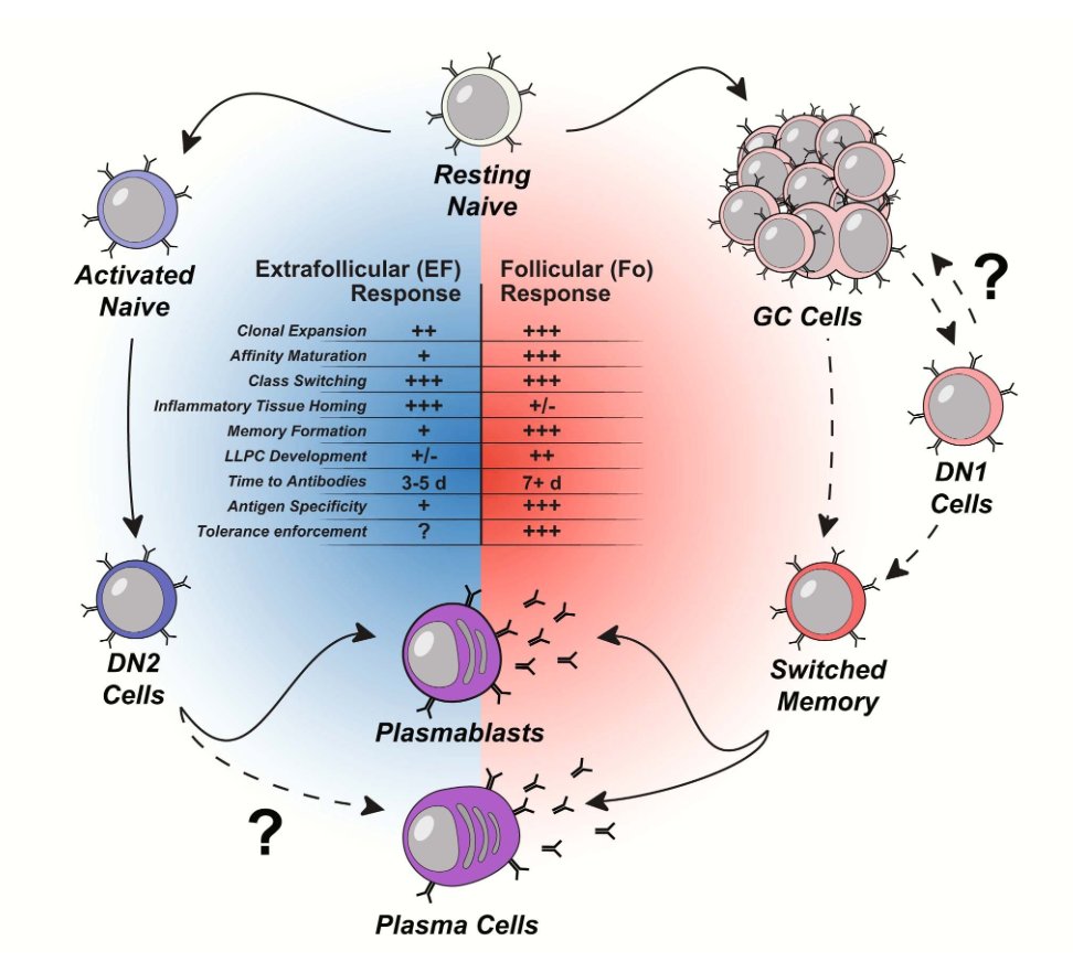mmw_lmw's tweet photo. #ExtraFollicular #B_cell_Responses in #COVID19 | correlates with neutralizing antibodies and morbidity | Ignacio Sanz @EmoryUniversity @NatImmunol https://t.co/7U2P867fGn | #2020_ReCapOct https://t.co/bFc3Ap6w7y