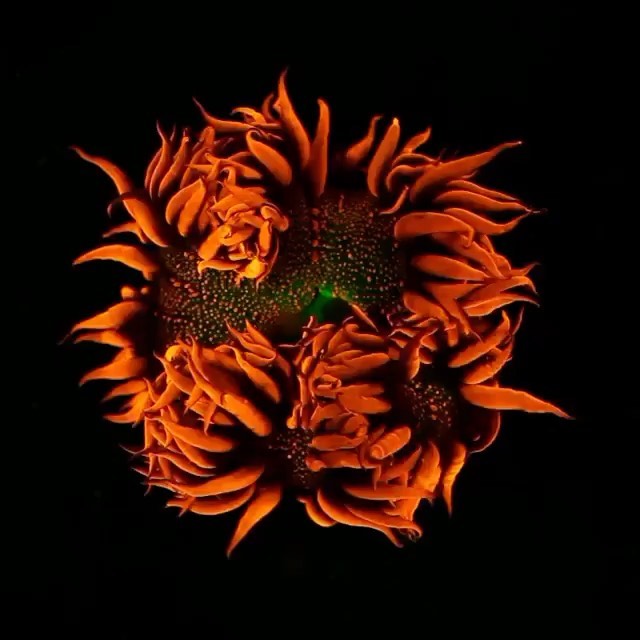 SeaLifeRescue's tweet photo. Found on @ocean_magazine
Flower #anemone Bloom 🌸💎
🎥|| coralmorphologic
•
#underwater #underwaterphotography #underwaterworld #underwaterlife #underwaterphotographer #seaurchines #seacreature #oceanlife #fish #seashore #seaworld #diving #photography #flower #bloom https://t.co/SGGu81hOsV
