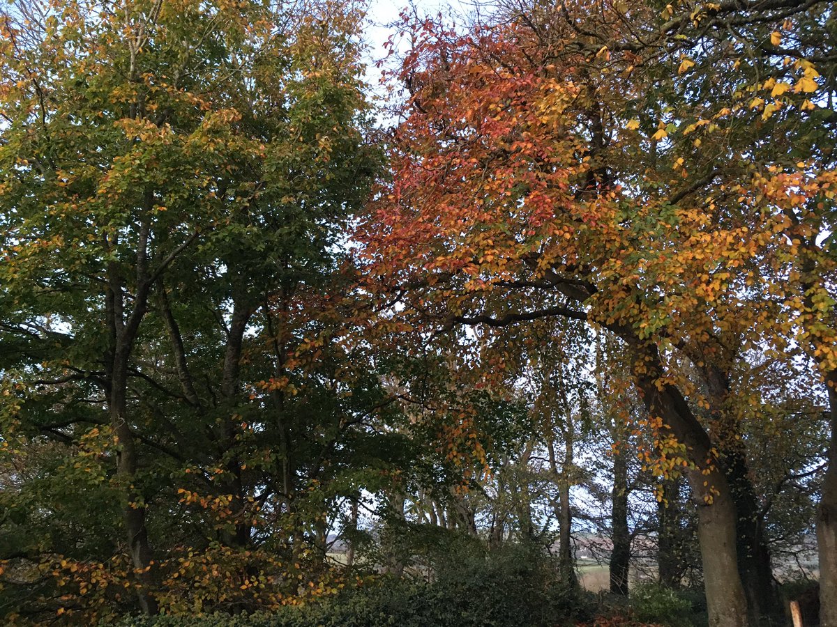 2 of our beech trees - one of my favourite trees, just love their autumn colours. 

Always wonder why 2 adjacent trees change at different times, on the L is still quite green but on the R mostly reds and over half the leaves have dropped #trees #britishtrees #autumn #isleofman