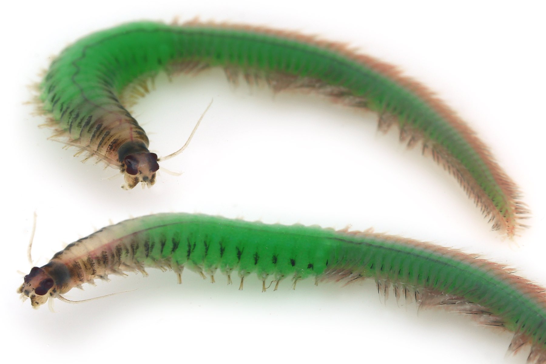 ゆうじ 夜の磯を泳いでいると とても綺麗な緑色の生き物がフヨフヨと泳いでいるのを見つけた 真っ暗な海中でまるで自然発光しているようにエメラルド色に光り輝いていた 暗くて何なのかよく見えなかったけど 綺麗なのでとりあえず採集 あとで撮影すると