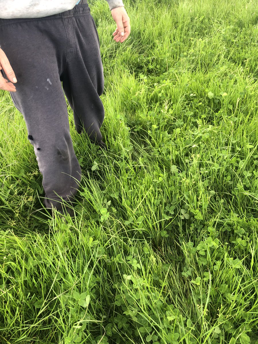 EST. 1960s rye and clover, still got the goods