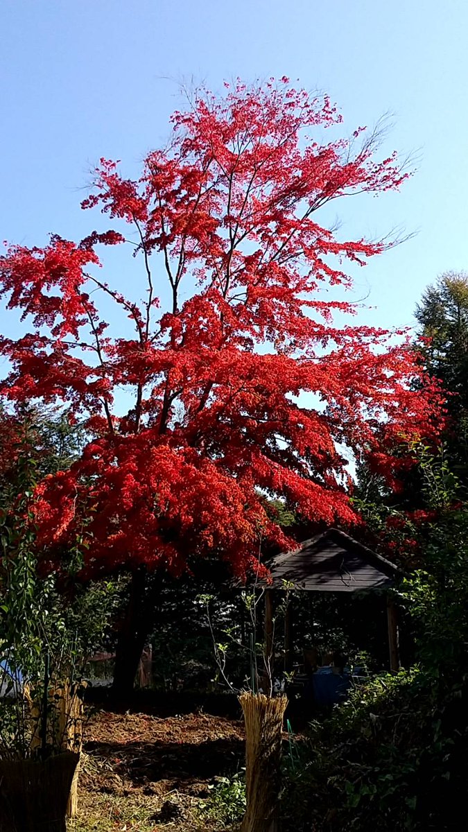 Ajinomotoko いちばん大木のモミジが見事に紅葉した この優雅な姿を見れるのは最後 来春に強剪定の予定 Ajinomotoko いちばん大木のモミジが見事に紅葉した この優雅な姿を見れるのは最後 来春に強剪定の予定