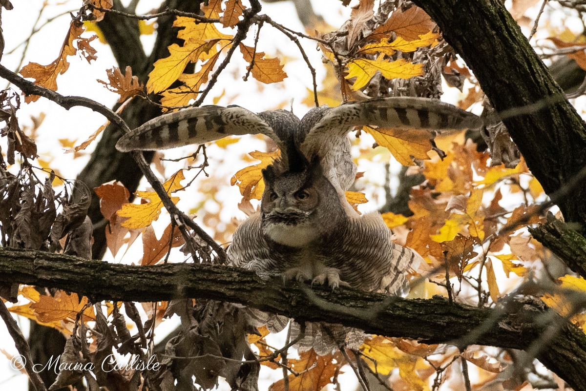@gunsnrosesgirl3 Great horned owl.
(Photo courtesy of Monika Bobek)
#birdtwitter #wildlifephotography #nature #bloodpressurebreak
