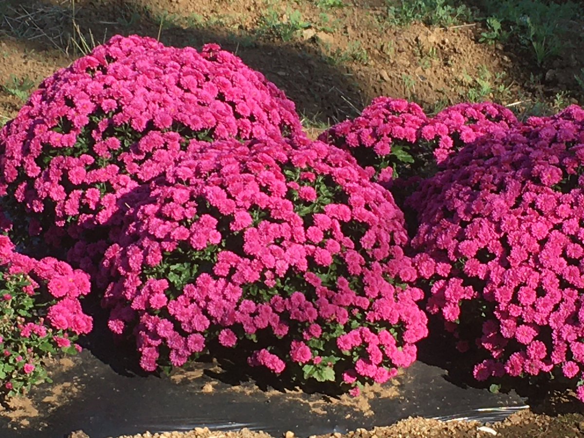 厚木市飯山温泉のざる菊。
即売していた（掘り出す）。３色あったかな。
綺麗でした♪ 
#サイクリング　
#厚木市　
#飯山温泉　
#花　
#ざる菊