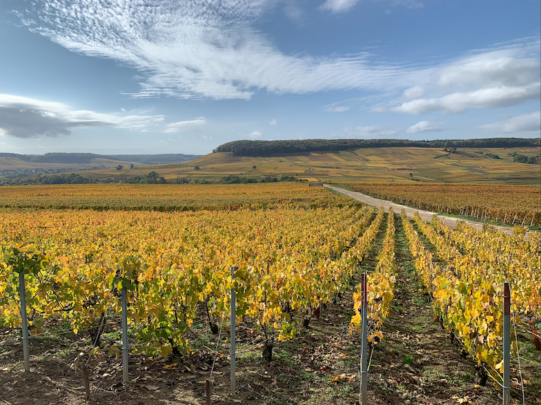 CDER_expertise's tweet photo. 📸 Les vignes d'automne dans notre région ! 🍂 🍇 🍁
On vous invite à nous partager vos plus beaux paysages 🤗
Photo réalisée sur les hauteurs de Festigny dans la Marnes.
#CDERexpertises #vigne #festigny #marnes https://t.co/tfMpdJsRVT