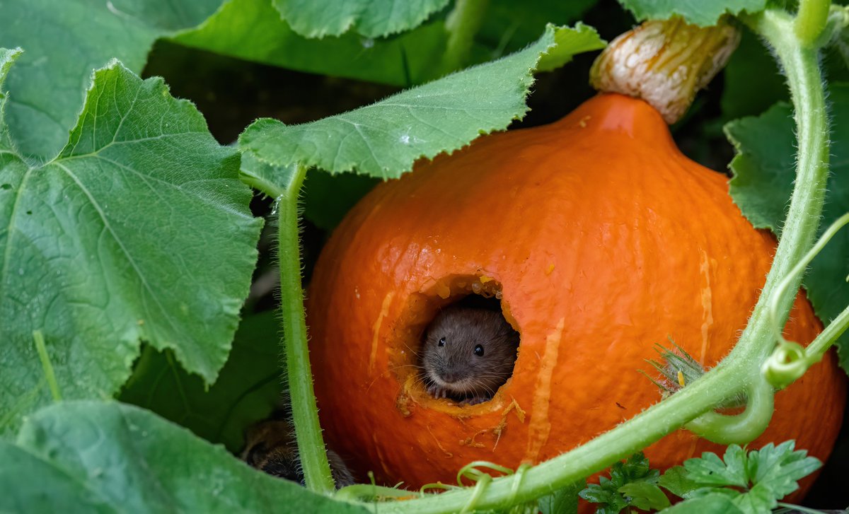 Jon Kelf tweet media