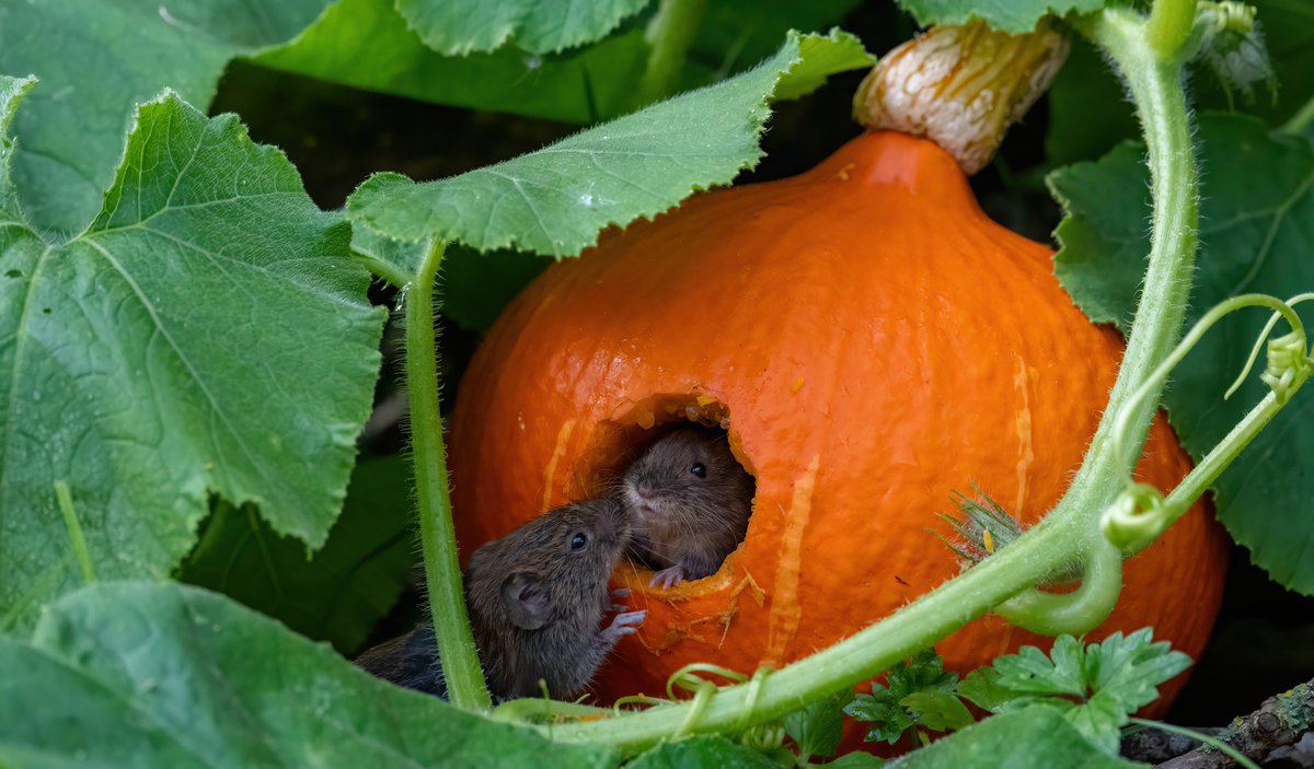 Jon Kelf tweet media