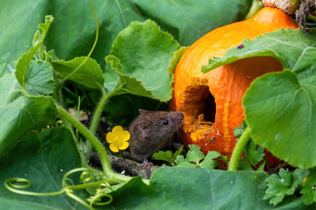 Happy #Halloween Not doing any #pumpkin carving this year. My wild voles have been doing it for me! #MammalWeek #Autumn #Autumnwatch <a href="/BBCSpringwatch/">BBC Springwatch</a> #HalloweenAtHome #nature #BBCWildlifePOTD #wildlife <a href="/Britnatureguide/">The British Nature Guide</a> <a href="/NatureUK/">NatureUK</a> #TwitterNatureCommunity #GardenersWorld #vegetables
