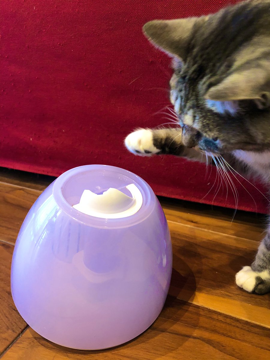 猫 加湿器を棚から故意に落としたけど全く反省するどころかドヤ顔な カワイイ ネコちゃんを処しました Togetter 猫 加湿器を棚から故意に落としたけど全く反省するどころかドヤ顔な カワイイ ネコちゃんを処しました Togetter