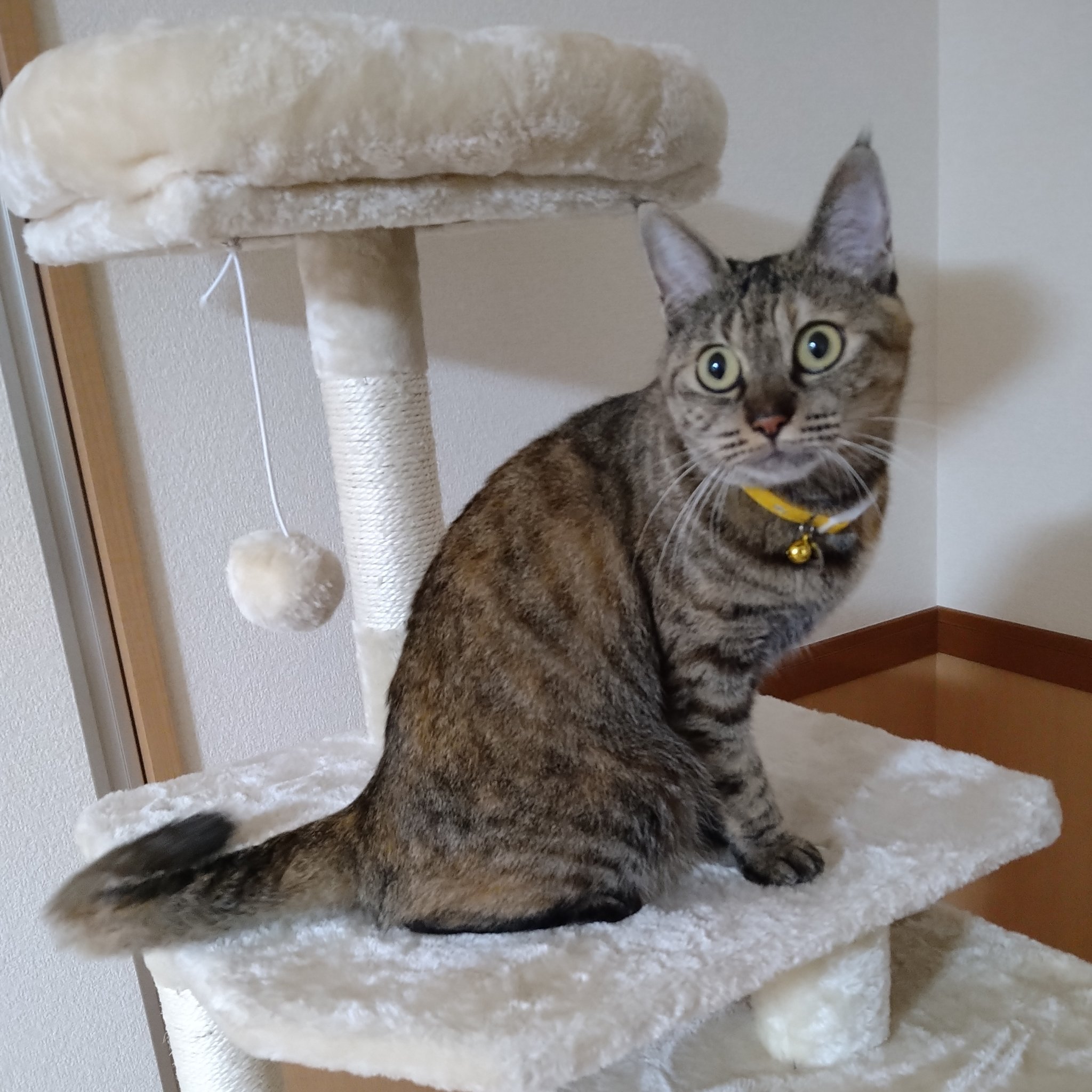 猫見つかりました 有難うございました Rs5jqodxv76zrkk Twitter