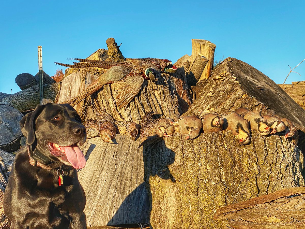 fitefire_hntdux's tweet photo. Upland Funk you up. Upland funk you up. Say what? #FightFireHuntDucks #FirstDueOutdoors #DrakeWaterfowl #IAmTheAlliance #AlwaysInSeason #HowDoYouHunt #MyWayOfLife #DuckDogs #DuckHunting #Wisconsin #Pheasant #Chukar #UplandBirdHunting https://t.co/ndmmj2Sgcj