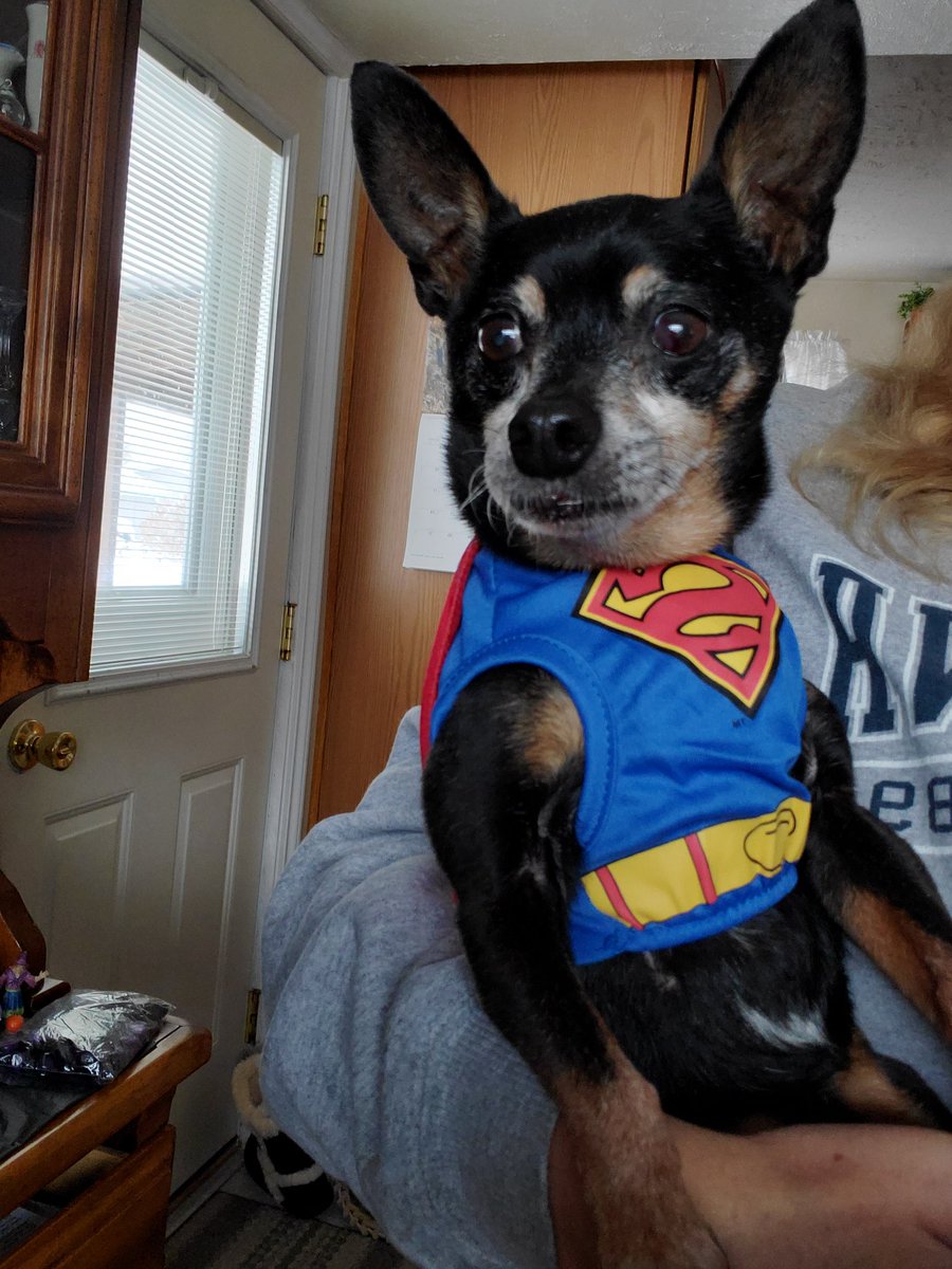 LDogs03's tweet photo. @JagerTavor @healingpurrs @Let_Lannie_Be @JulesLia1 @1776Stonewall @LesleyMckeand @lilliandarchie @kikostott1 @preciousways12 So sorry for everyone's losses.  My baby Tyson went OTRB last Friday and I miss him so much!  He was loved very much by his momma!! 💔  I am with all of you in your pain.  May our memories bring us joy once again and relieve some of our pain. https://t.co/oA76ryQHf1