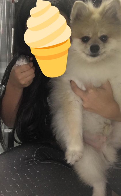 CLASSIFIQUE O SEU PET ra&ccedil;a: hamster an&atilde;o russo e spitz alem&atilde;o  nome: freddie mercury e bolt  beleza: