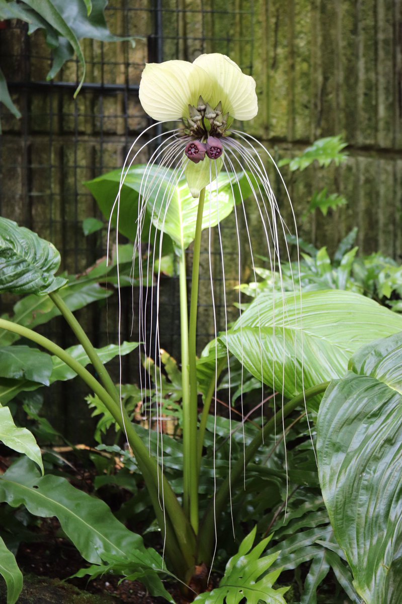 咲くやこの花館 Happy Halloween 熱帯雨林植物室に仮装をしたような植物 を発見 こちらは タッカ インテグリフォリア です 白いコウモリや ネコに見えると言われています 仮装パーティーは出来なくても植物でハロウィン気分を味わってください