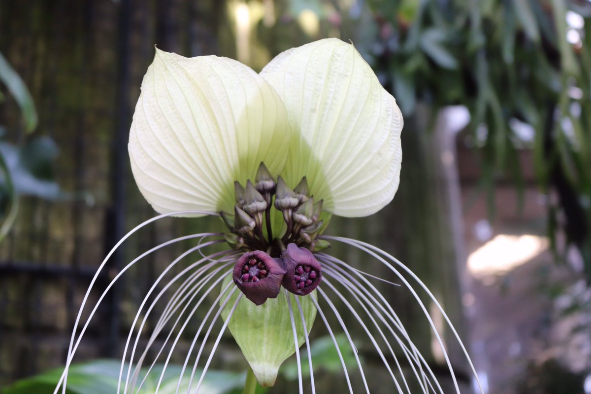 咲くやこの花館 Happy Halloween 熱帯雨林植物室に仮装をしたような植物 を発見 こちらは タッカ インテグリフォリア です 白いコウモリや ネコに見えると言われています 仮装パーティーは出来なくても植物でハロウィン気分を味わってください