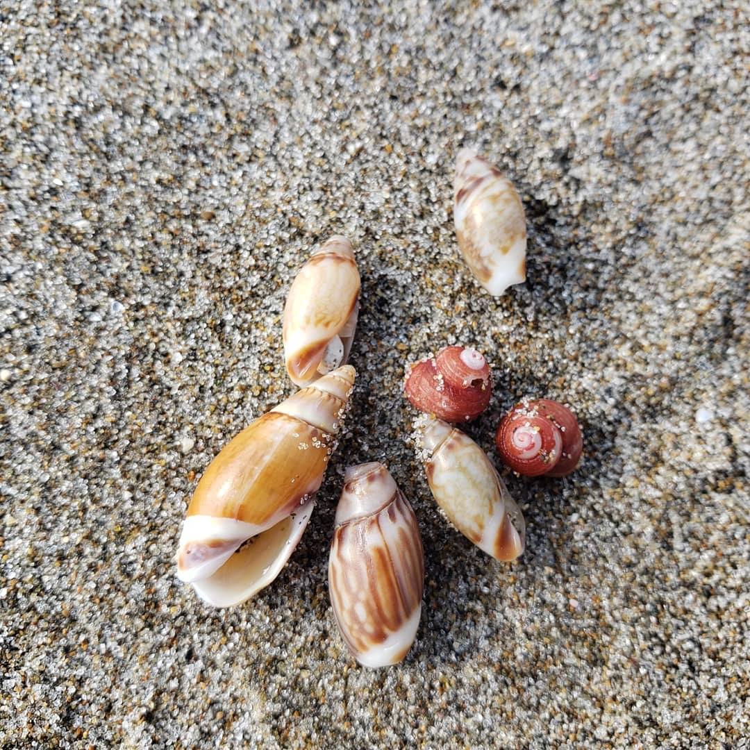 さんびき山羊 いつもはシーグラスばかり拾ってますが 今日は貝殻を この貝は何っていう貝 白いのは勝手に珊瑚だと思ってるけど何なんだろう 珊瑚って暖かい海のイメージだけど ビーチコーミング 貝殻 珊瑚 T Co Ysmnpfz0xv Twitter さんびき山羊 いつもはシーグラスばかり拾ってますが 今日は貝殻を この貝は何っていう貝 白いのは勝手に珊瑚だと思ってるけど何なんだろう 珊瑚って暖かい海のイメージだけど ビーチコーミング 貝殻 珊瑚 T Co Ysmnpfz0xv Twitter